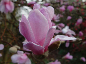 Magnolia Hot Lips